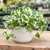 Pothos N’Joy Live Plant in 4 Inch Pot |Variegated Epipremnum Aureum Houseplant with White-Green Leaves | Easy-Care Indoor Pothos Live Plants for Home Office Décor