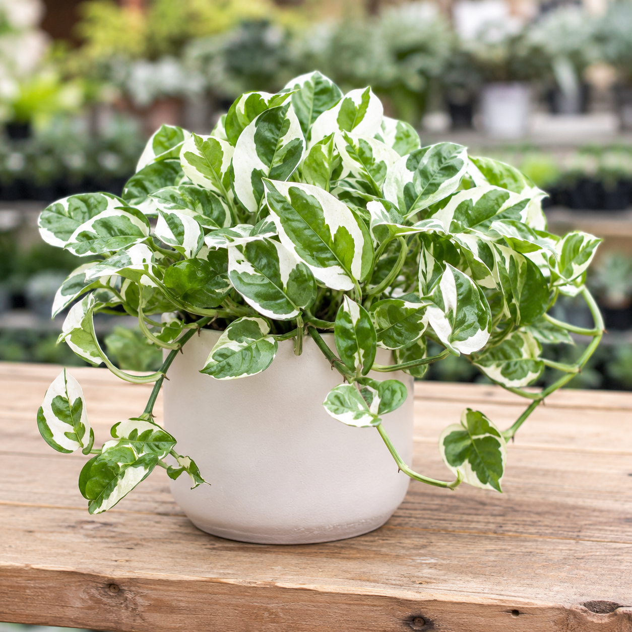 Pothos N’Joy Live Plant in 4 Inch Pot |Variegated Epipremnum Aureum Houseplant with White-Green Leaves | Easy-Care Indoor Pothos Live Plants for Home Office Décor
