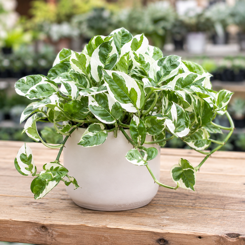 Pothos N’Joy Live Plant in 4 Inch Pot |Variegated Epipremnum Aureum Houseplant with White-Green Leaves | Easy-Care Indoor Pothos Live Plants for Home Office Décor