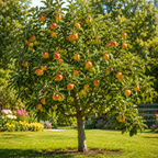 Apple Tree Live Plant in 3 Gallon Pot, Fast Growing Zestar Apple Trees Live Plants Ready to Fruit, Perfect for Home Backyard and Garden (No Ship to CA, HI, AK)