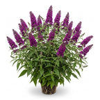 Butterfly Bush Live Plant – Raspberry Buddleia | 4 Inch Tall Flowering Shrub | Long Blooming, Fragrant Flowers for Garden Beds & Borders