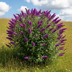 Raspberry Bush Live Plant | 4 Inch Tall Buddleia | Flowering Shrub with Deep Purple Blooms | Easy to Grow Plant for Outdoor Gardens, Borders & Pollinator Landscapes