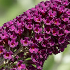 Black Knight Butterfly Bush | Size 4 Inch Tall | Flowering Shrub with Deep Purple Blooms | Easy to Grow Plant for Outdoor Gardens, Borders & Pollinator Landscapes