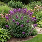 Black Knight Butterfly Bush | Size 4 Inch Tall | Flowering Shrub with Deep Purple Blooms | Easy to Grow Plant for Outdoor Gardens, Borders & Pollinator Landscapes