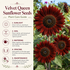 75 Velvet Queen Sunflower Seeds, Heirloom, Non-GMO Wildflower Seeds, Charming Tall Border Architectural Accent, Perfect Unique Seed Gift for Gardeners