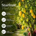 Sweet Starfruit Tree in 3 Gallon Pot, Easy Care Tropical Greenery, Fruit Tree for Home Landscapes (No Ship to CA,HI,AK)