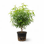 (No Ship to CA,HI,AK) Large Donut Peach Fruit Tree Live Plant | 30-36 Inches Tall in 3 Gallon Pot | Sweet Yellow Red Peaches | Low Chill Nectarine Tree Seedling for Home Growers