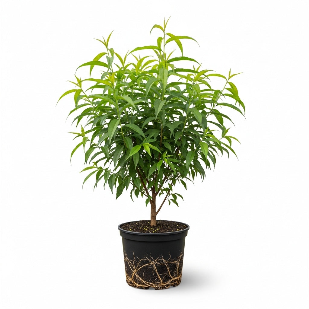 (No Ship to CA,HI,AK) Large Donut Peach Fruit Tree Live Plant | 30-36 Inches Tall in 3 Gallon Pot | Sweet Yellow Red Peaches | Low Chill Nectarine Tree Seedling for Home Growers