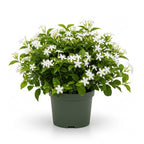 Downy Jasmine Plant Indoor Live | Fragrant White-Blooming Vine | Low Maintenance Live Jasmine Plant for Shelves, Desks & Balcony