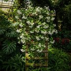 Downy Jasmine Plant Indoor Live | Fragrant White-Blooming Vine | Low Maintenance Live Jasmine Plant for Shelves, Desks & Balcony