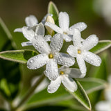 Downy Jasmine Plant Indoor Live | Fragrant White-Blooming Vine | Low Maintenance Live Jasmine Plant for Shelves, Desks & Balcony