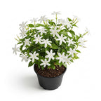Downy Jasmine Plant Live in 4 Inch Pot | Soft Downy Leaves & White Blooms | Easy to Grow Live Jasmine Plant for Indoor Home Décor
