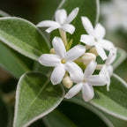 Downy Jasmine Plant Live in 4 Inch Pot | Soft Downy Leaves & White Blooms | Easy to Grow Live Jasmine Plant for Indoor Home Décor
