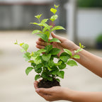 Downy Jasmine Plant Live in 4 Inch Pot | Soft Downy Leaves & White Blooms | Easy to Grow Live Jasmine Plant for Indoor Home Décor