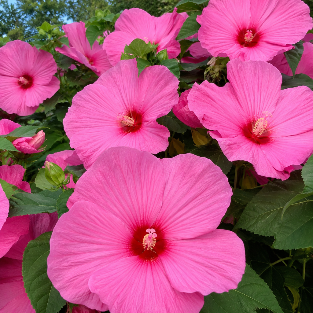 Rose Hardy Hibiscus Plants Live, 4-8" Tall, Vibrant Perennial Hibiscus Plant, Fast Growing Flowering Shrub for Backyard Landscape and Patio Pots