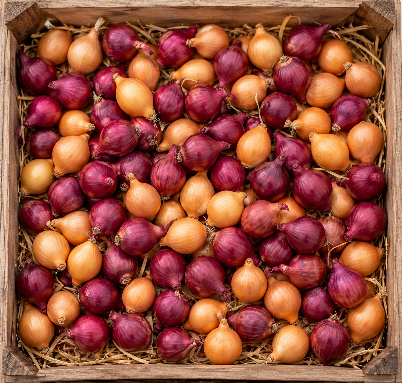 100 Color Mixed Onion Bulbs for Planting, Non-GMO, High Yield Onion Sets, Fast-Growing Vegetable Bulbs for Outdoor Gardens, Raised Beds & Containers