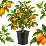 Meiwa Kumquat Tree Live Plants in 3 Gallon Pot | Fresh Sweet Kumquats | Fragrant Citrus Blooms | Versatile Live Fruit Trees for Outdoor or Patio Planting (No Ship to CA,HI,AK)