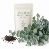 30 Baby Blue Eucalyptus Seeds,Heirloom, Easy to Grow, High Yield, Fragrant Silver-Blue Perennial Shrub for Home & Garden