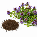 100 Pcs Self-Heal Seeds - Prunella vulgaris, Non GMO, Easy Care Heal All Seeds, Fast Growing Purple Flower Seeds, for Ground Cover & Gardens