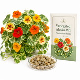 75 Variegated Alaska Mix Nasturtium Seeds, Easy to Grow, Heirloom, Spectacular Variegated Edible Flower Edible Flower & Vegetable, Ideal for Borders, Gardens & Fence