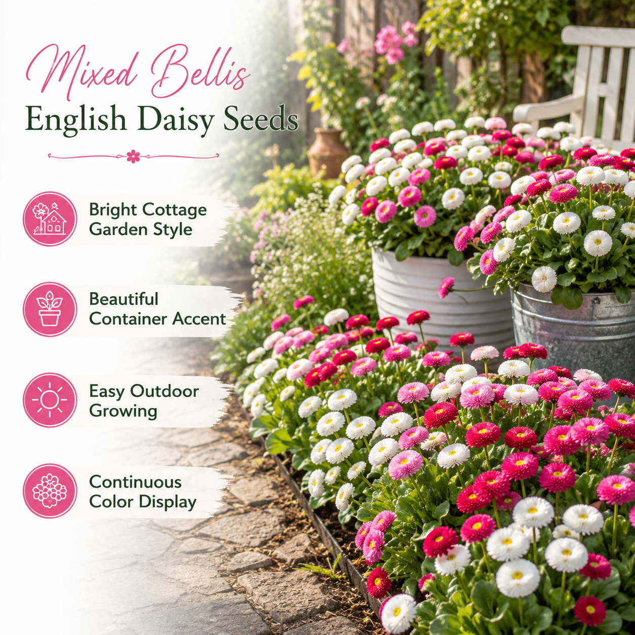 600 Pcs Bellis Mixed English Daisy Seeds, Non GMO, Heirloom, Cold Hardy, Ideal for Containers, Patios & Garden Accents