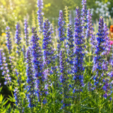 250 Anise Hyssop Seeds, Non GMO, Easy to Grow, Fragrant Seasonal Blooms, Flower Seeds for Outdoor Garden Planting
