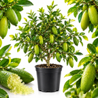 Green Finger Lime Trees Live Plants | 1 Gallon Live Potted Citrus Tree | Citrusy Juicy Fruit for Cooking, Juicing & Home Gardening (No Ship to CA,HI,AK)