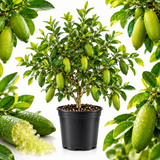 Green Finger Lime Trees Live Plants | 1 Gallon Live Potted Citrus Tree | Citrusy Juicy Fruit for Cooking, Juicing & Home Gardening (No Ship to CA,HI,AK)