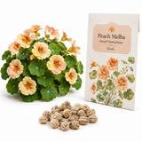 50 Peach Melba Nasturtium Seeds, Easy to Grow, Annual Flower Seeds, Spectacular Edible Flowers with Sweet Cream & Coral Tones, Ideal for Borders & Garden Accents