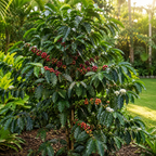 Live Coffea Arabica Plant, Well-Rooted 1-2' Potted Plant, Low Maintenance Indoor Coffee Plant for Bright Windowsills (No Ship to CA,HI,AK)