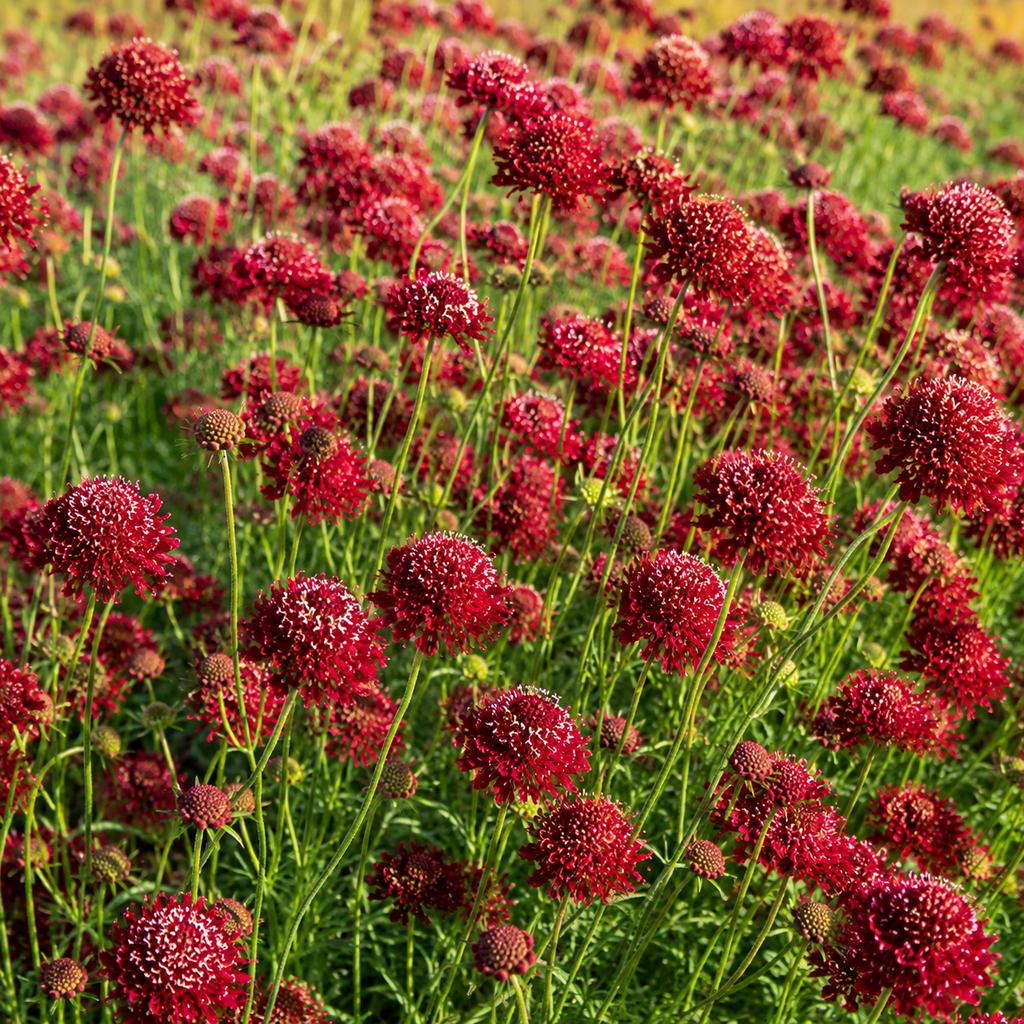 100 Scabiosa Seeds, Non-GMO, Heirloom Pincushion Flower Seeds, Tall and Sturdy Stems with Long-Lasting Elegant Blooms, Ideal for Borders & Backyard Pollinator Gardens
