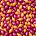 Mixed Onion Sets Red - Yellow, Heirloom, Non-GMO Onion Bulbs Plant, Easy to Grow, High Yield Vegetable Bulbs, Not Seeds