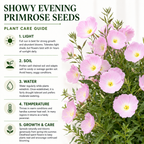 1500 Showy Evening Primrose Seeds for Planting, Non GMO, Heirloom, Fragrant Soft Pink Wildflower Seeds, Ideal for Gardens & Landscaping