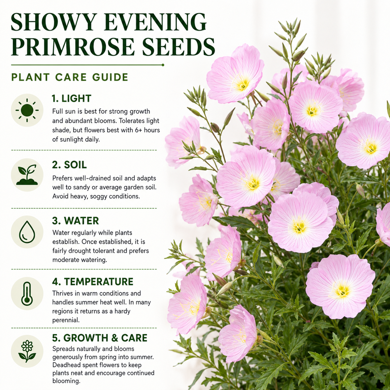 1500 Showy Evening Primrose Seeds for Planting, Non GMO, Heirloom, Fragrant Soft Pink Wildflower Seeds, Ideal for Gardens & Landscaping