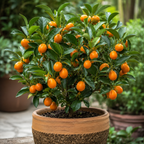 (No Ship to CA, HI, AK) Meiwa Kumquat Tree Live Plants in 1 Gallon Pot | Fresh Sweet Kumquats | Fragrant Citrus Blooms | Versatile Live Fruit Trees for Outdoor or Patio Planting