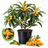 Loquat Tree, 3 Gallon Pot, Live Fruit-Bearing Evergreen for Edible Landscaping, Resilient Shade Plant for Sweet Yellow Plums, Sturdy Growth for Broad Canopy & Patios (No Ship to CA, HI, AK)