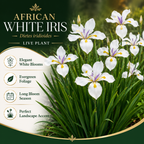 Iris Plants Live, 4-8" Tall African White Iris Plant, Fast Growing, Elegant White Flowers, for Walkway Borders and Patio Pots