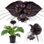 Black Bat Flower Plant Live | Tacca Chantrieri | 4 Inch Tall | Exotic Tropical Houseplant with Dramatic Black Blooms | Eye-Catching Indoor Decor Plant & Gift for Plant Lovers