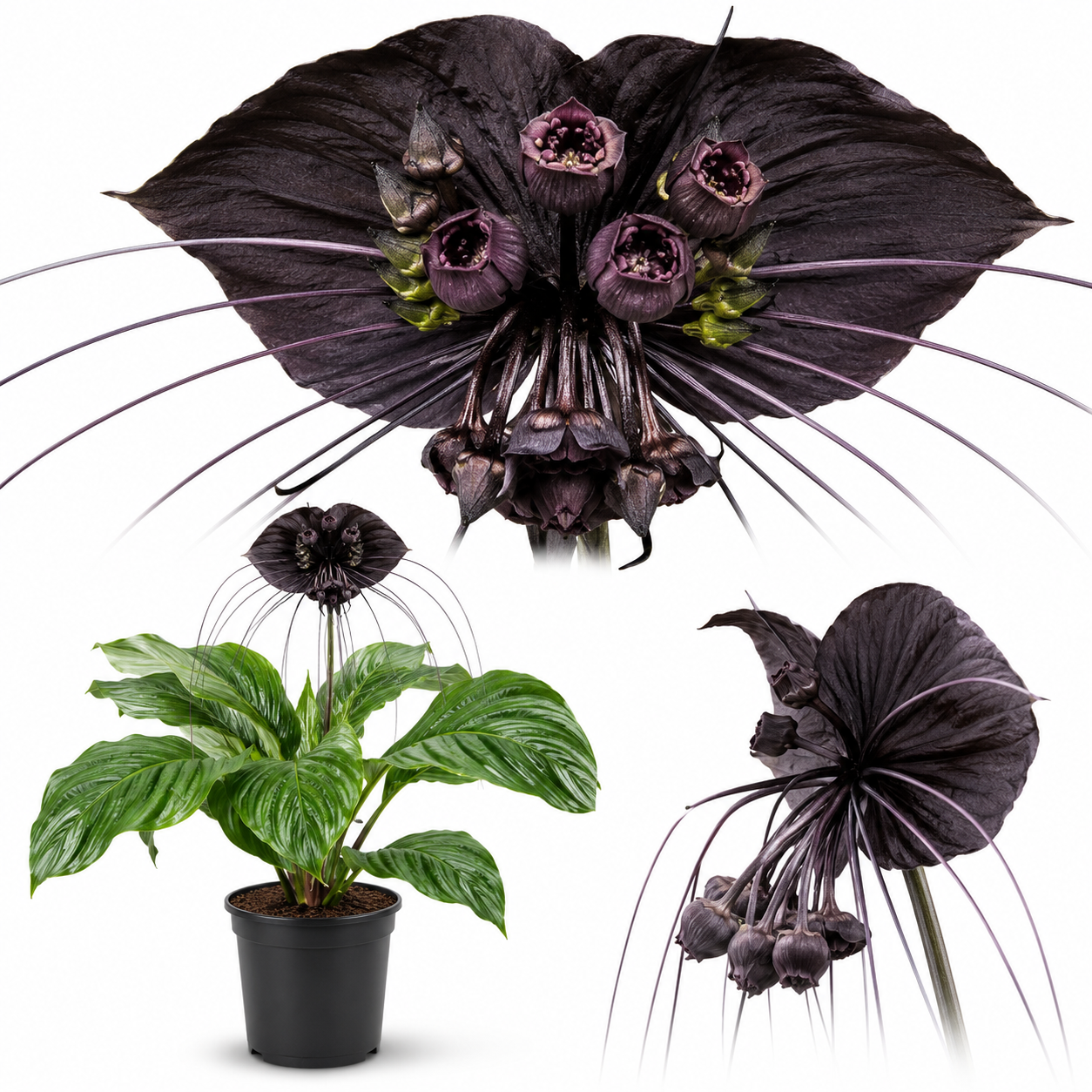 Black Bat Flower Plant Live | Tacca Chantrieri | 4 Inch Tall | Exotic Tropical Houseplant with Dramatic Black Blooms | Eye-Catching Indoor Decor Plant & Gift for Plant Lovers