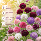 100 Imperial Pincushion Flower Scabiosa Seeds for Planting, Non GMO, Heirloom, Vibrant Multi-Color Double Blooms, Annual Flower Seeds, for Gardens & Landscaping