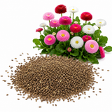 200 Pcs Mixed Bellis English Daisy Seeds, Pink - White - Red English Daisy Seeds, Non GMO, Easy to Grow, Colorful Large Quilled Double Blooms, for Borders & Gardens