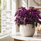 Gynura Purple Passion Live House Plant, 4-8" Rooted Plants, 2 Per Pack, Soft Purple Textured Leaves, Fast Growing & Easy Care