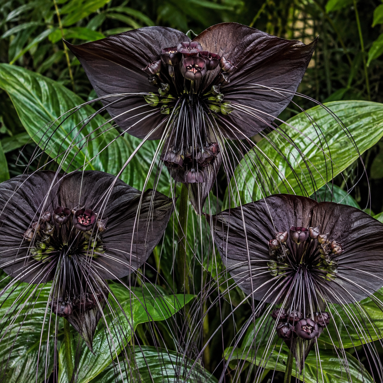 Black Bat Flower - Tacca Chantrieri 4 Inch Tall | Rare Flower Live Plant | Eye-Catching Indoor Decor & Suitable for Gifts for Plant Enthusiasts | Easy to Grow