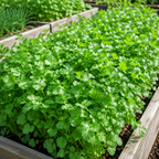450 Slow Bolt Cilantro Seeds, Non-GMO Coriandrum sativum Seeds, High-Yielding, Heat Tolerant Edible Herb Seeds for Indoor, Outdoor Garden