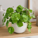 Live Piggyback Plant Tolmiea Menziesii | 4" Potted Native Evergreen Perennial | Shade-Tolerant Indoor Foliage & Well-Rooted Plant