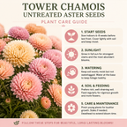 50 Tower Chamois Untreated Aster Seeds, Non GMO, Easy Care, Spectacular Double Peony-Like Blooms, Elegant Long-Stemmed, Ideal for Gardens, Patios & Borders