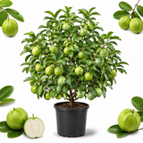 Guava Tree Live Plant - Thai White Guava, 3 Gallon Pot, 2-3 Feet Tall, Tropical Fruit Tree Live Plants for Backyard and Large Containers (No Ship to CA,HI,AK)