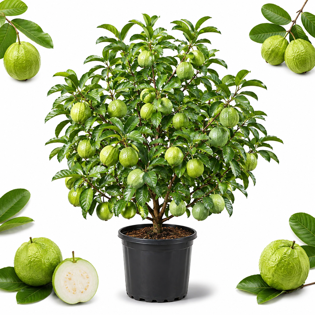 Guava Tree Live Plant - Thai White Guava, 3 Gallon Pot, 2-3 Feet Tall, Tropical Fruit Tree Live Plants for Backyard and Large Containers (No Ship to CA,HI,AK)