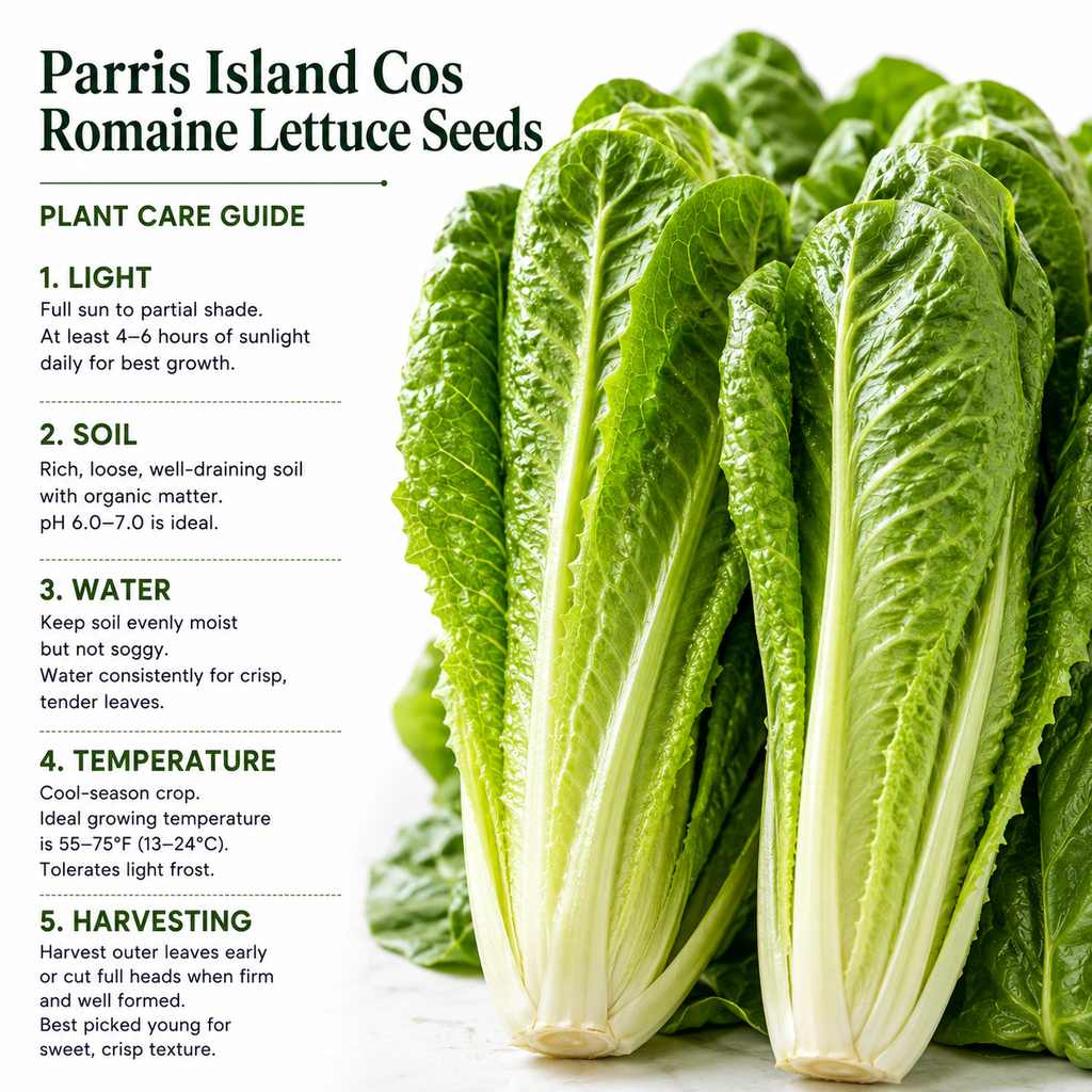 500 Romaine Lettuce Seeds - Parris Island Cos, Non GMO Vegetable Seeds, Heirloom, High-Yield Tender Leafy Greens, for Fresh Salads & Outdoor Planting