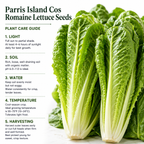 500 Romaine Lettuce Seeds - Parris Island Cos, Non GMO Vegetable Seeds, Heirloom, High-Yield Tender Leafy Greens, for Fresh Salads & Outdoor Planting